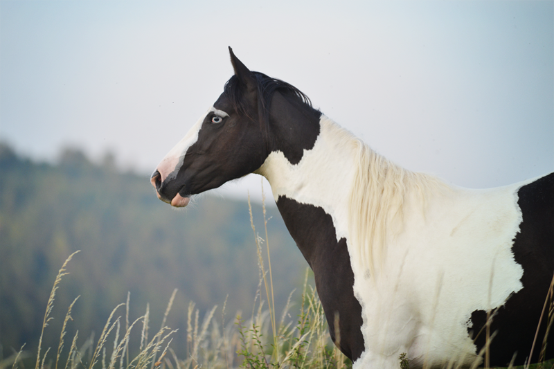 Ein Pferd fürs Leben – Verkaufspferde der Waldrand Ranch